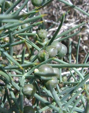 Fotografia 4 da espécie Asparagus horridus no Jardim Botânico UTAD