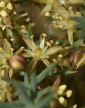 Fotografia 6 da espécie Asparagus horridus no Jardim Botânico UTAD