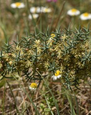 Fotografia 7 da espécie Asparagus horridus no Jardim Botânico UTAD