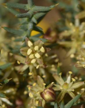 Fotografia 8 da espécie Asparagus horridus no Jardim Botânico UTAD