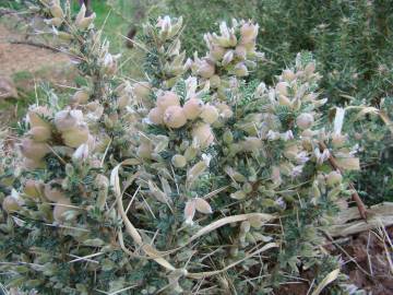 Fotografia da espécie Astragalus armatus subesp. armatus