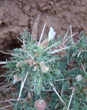 Fotografia 3 da espécie Astragalus armatus subesp. armatus no Jardim Botânico UTAD