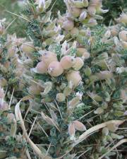 Fotografia da espécie Astragalus armatus
