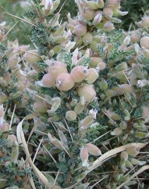 Fotografia 1 da espécie Astragalus armatus subesp. armatus no Jardim Botânico UTAD