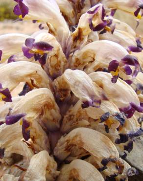 Fotografia 1 da espécie Cistanche violacea no Jardim Botânico UTAD