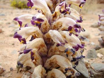 Fotografia da espécie Cistanche violacea