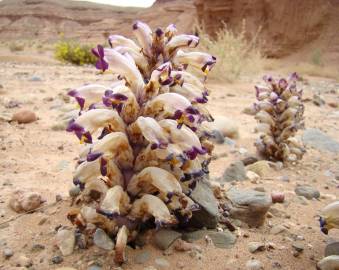 Fotografia da espécie Cistanche violacea