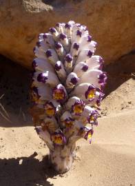 Fotografia da espécie Cistanche violacea