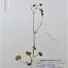 Fotografia de herbário 1 da espécie Saxifraga granulata no Jardim Botânico UTAD