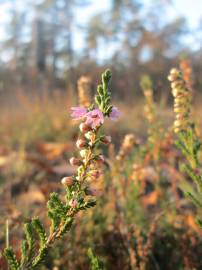 Fotografia da espécie Calluna vulgaris