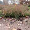 Fotografia 13 da espécie Calluna vulgaris do Jardim Botânico UTAD