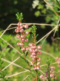 Fotografia da espécie Calluna vulgaris