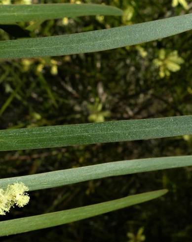 Fotografia de capa Acacia floribunda - do Jardim Botânico