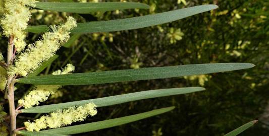 Fotografia da espécie Acacia floribunda