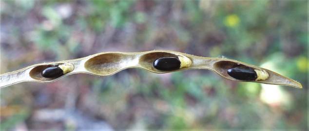 Fotografia da espécie Acacia floribunda