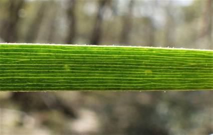 Fotografia da espécie Acacia floribunda