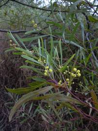 Fotografia da espécie Acacia retinodes