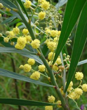 Fotografia 18 da espécie Acacia retinodes no Jardim Botânico UTAD