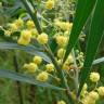 Fotografia 18 da espécie Acacia retinodes do Jardim Botânico UTAD