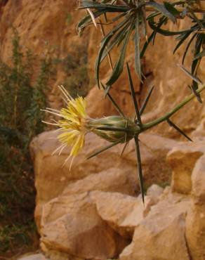 Fotografia 1 da espécie Carthamus fruticosus no Jardim Botânico UTAD