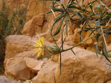 Fotografia da espécie Carthamus fruticosus