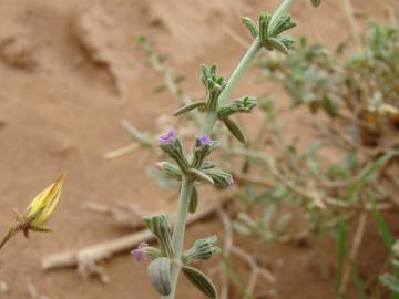 Fotografia da espécie Marrubium deserti