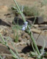 Fotografia da espécie Salvia aegyptiaca