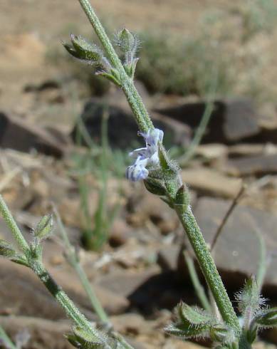 Fotografia de capa Salvia aegyptiaca - do Jardim Botânico