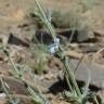 Fotografia 1 da espécie Salvia aegyptiaca do Jardim Botânico UTAD