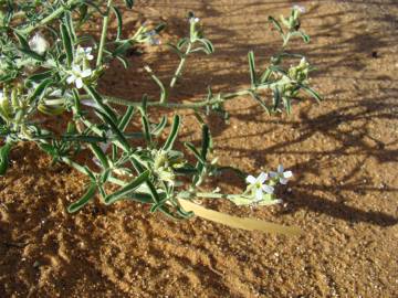 Fotografia da espécie Eremobium aegyptiacum subesp. longisiliquum