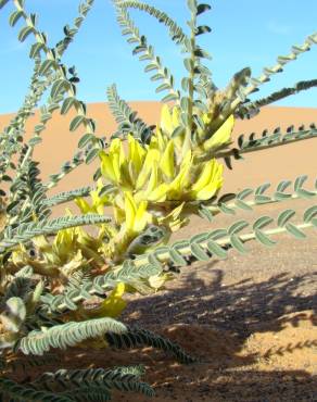 Fotografia 1 da espécie Astragalus gombo no Jardim Botânico UTAD