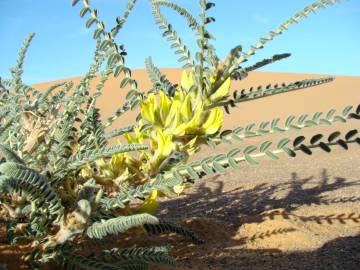 Fotografia da espécie Astragalus gombo