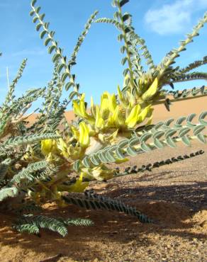 Fotografia 3 da espécie Astragalus gombo no Jardim Botânico UTAD