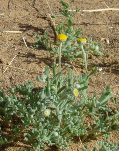Fotografia de capa Brocchia cinerea - do Jardim Botânico