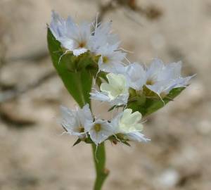 Fotografia da espécie Limonium lobatum