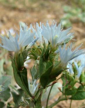 Fotografia 1 da espécie Limonium lobatum no Jardim Botânico UTAD