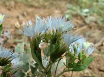 Fotografia da espécie Limonium lobatum