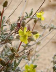 Helianthemum lippii