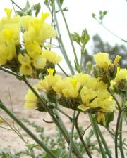 Fotografia da espécie Limonium bonduellei