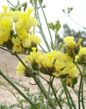 Fotografia 1 da espécie Limonium bonduellei no Jardim Botânico UTAD