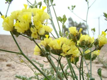 Fotografia da espécie Limonium bonduellei