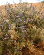 Fotografia da espécie Globularia arabica