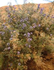 Globularia arabica