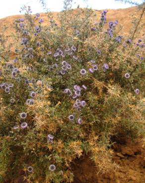 Fotografia 1 da espécie Globularia arabica no Jardim Botânico UTAD