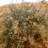 Fotografia 1 da espécie Globularia arabica do Jardim Botânico UTAD