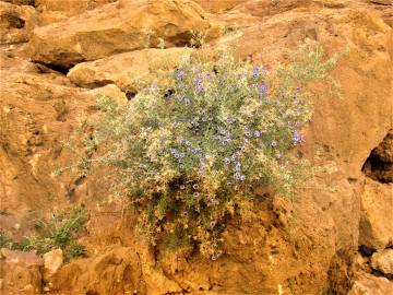Fotografia da espécie Globularia arabica