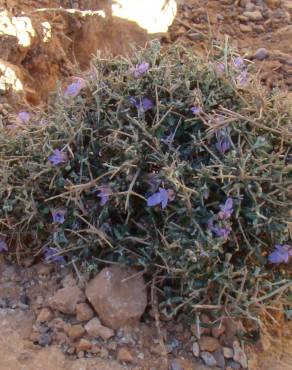 Fotografia 1 da espécie Teucrium malenconianum no Jardim Botânico UTAD