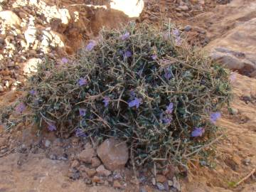 Fotografia da espécie Teucrium malenconianum