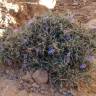 Fotografia 1 da espécie Teucrium malenconianum do Jardim Botânico UTAD