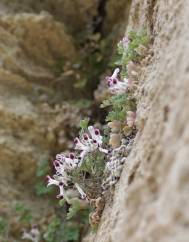 Rupicapnos africana